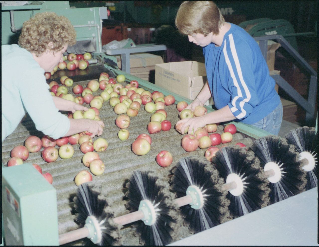 Interior of an apple packing plant at Clarksburg with crates and sorting equipment