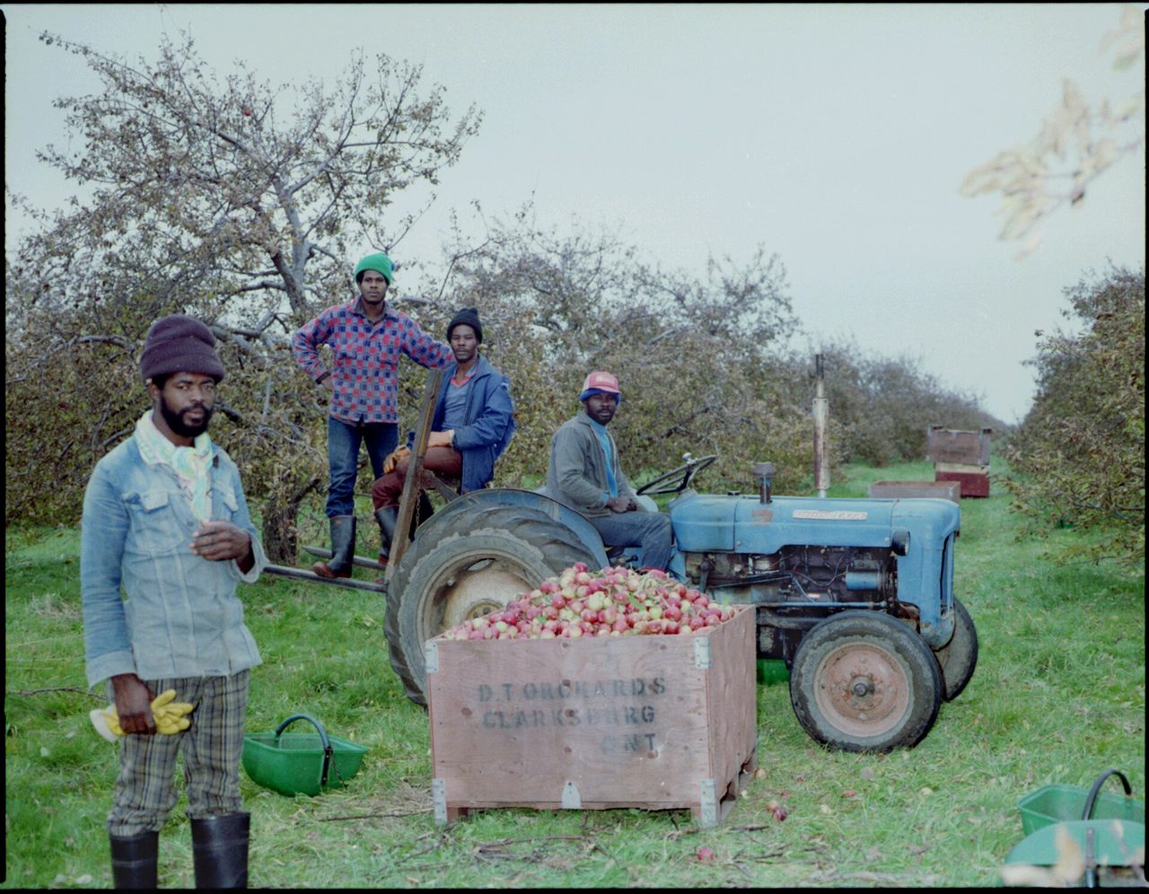 Pickers working among apple trees in an orchard near Clarksburg in 1983