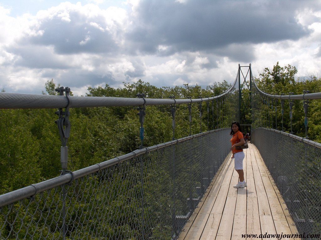 A long suspension footbridge crossing high above a forested valley
